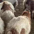 غنم نعيمي