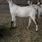 معزاء جفار بيشيات كحل