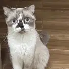 قطة انثى عمرها سنه لتبني
