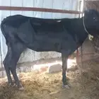 عجله