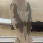 (تم البيع )كروان اليف جدا ولون مميز