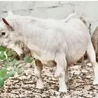 فحل ذكر ماعز قزم فحل الماعز القزم مستوى قوي صنف