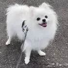 للبيع بومرينيان Pomeranian