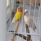 زوج طيور ببغاء روز