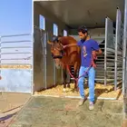 نقل خيل من الرياض الى الجنوب نجران