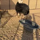 طلي نجدي فاخر
