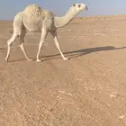 للبيع قعود كفووو