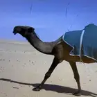 للبيع البعير ادلم على الضبعه