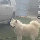 كلب هاسكي ابيض  نادر