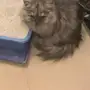 قط  شيرازي 