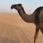 السلام عليكم آبل العدد