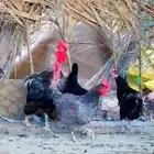 دجاج بياض