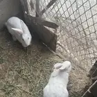 ارانب فرنسيه