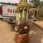 توفر نخيل اخلاص أشقر طي طيب درجه اولى متواجد