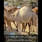 قعود أرباع