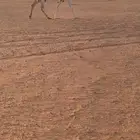 للبيع خفوت وضحاء بايع بنتها
