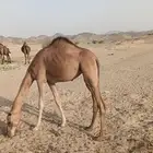 بكره للبيع