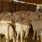 خرفان للبيع بالجمله فقط