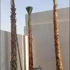 نخل واشنطني امريكي