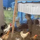 دجاج بلدي شرط