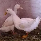 للبيع بط بكيني