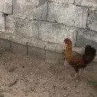 دجاجة تبيض