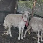 فحل حري رباع حرش