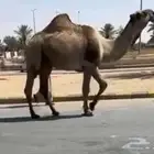 ولد المتحدي