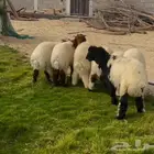 ذبايح نعيمي هرفي بري بلدي فل نظاف