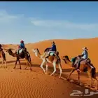 اجار جمال وخيول اباعر رحول ركبي بوني
