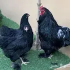 دجاج براهما اسود