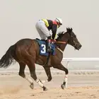 مطلوب عربه نقل خيل من الاحساء للجنوب