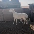 جذعه صنف والد