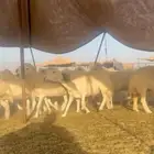 غنم
