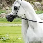 ايواء خيل وعسف واهتمام بالخيل