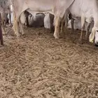 فحل ساكني صنف ضغط عالي