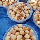 نخيل نوايع شمشوله حوشانه نبتت الحصان مصيفه