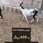 تيوس مستورده للبيع جمله وتفريد