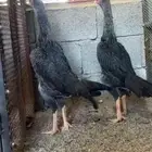 دجاج شامو يباني