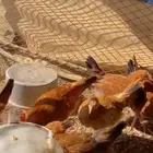 دجاج العدد 25