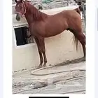 حصان شعبي للبيع