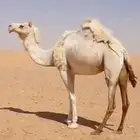 للبيع ذلول