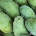 أجود المانجو من جازان شحن لكافة المناطق