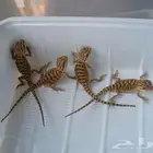 بيردد دراغون