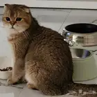 ذكر سكوتش فولد قولد عمرها شهور تقريبا
