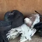 فناتيل رقاص هولندي