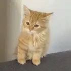قطط للتبني