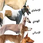 الي يخبر سلقه سلوقي للتبني بالله ياعيال يتواصل معي لاهنتو