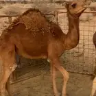 بكره