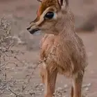 حيوان لتبني